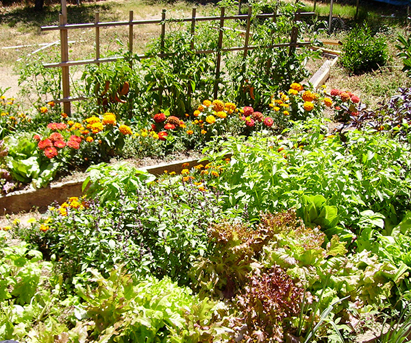 Neem Soap Spray Neem Tree Farms