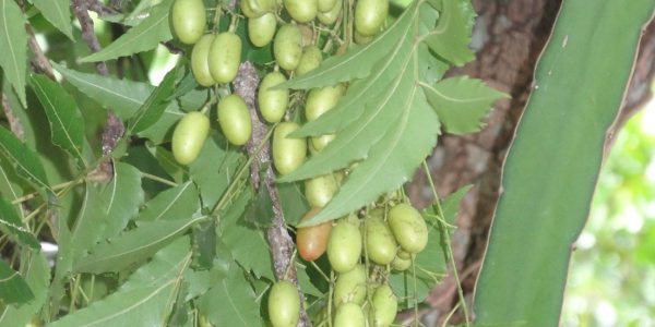 The most effective neem capsules are made with both the leaf and the bark.