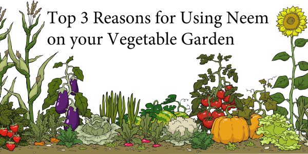 Top 3 Reasons to Use Neem on your Vegetable Garden