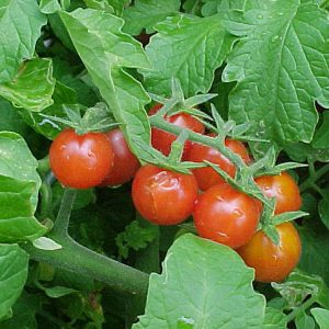 Everglade tomato plants -- by popular demand