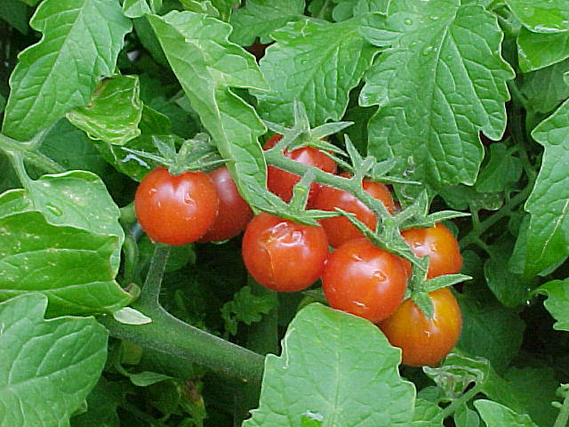 Everglade tomato plants -- by popular demand