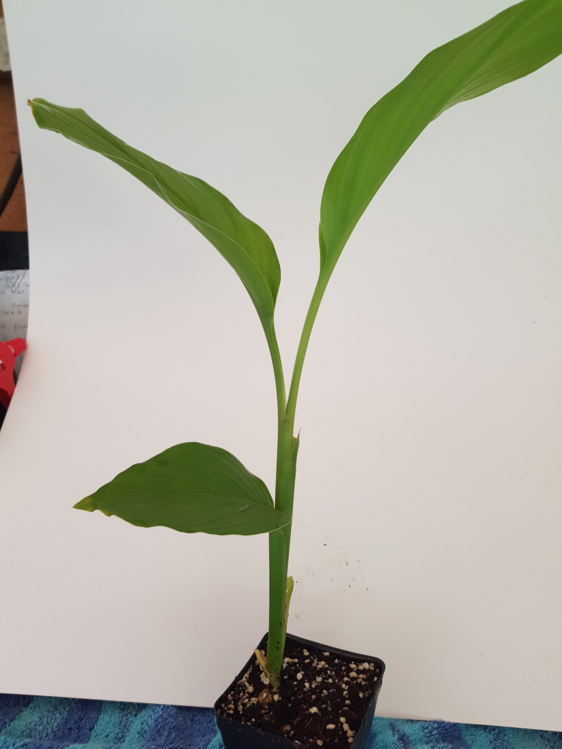 Turmeric Plant Buy Online Neem Tree Farms