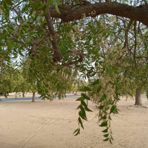 Fresh Neem Seeds from Senegal shipped from Florida