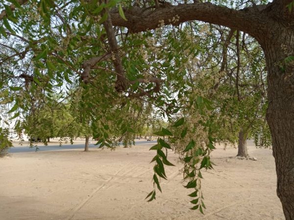 Fresh neem seeds from Senegal shipped from Florida