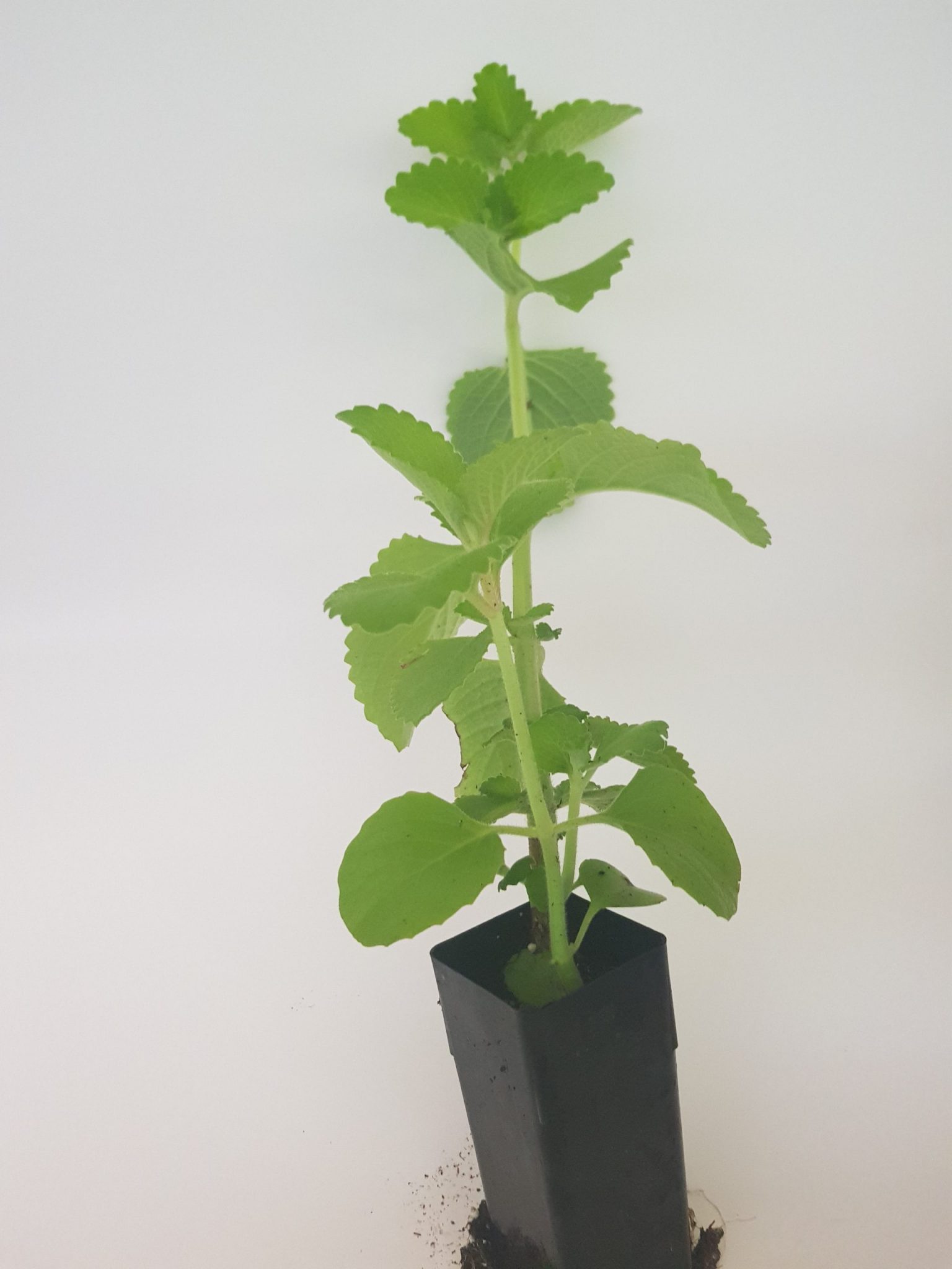 Indian Borage Plant, Buy Online Neem Tree Farms