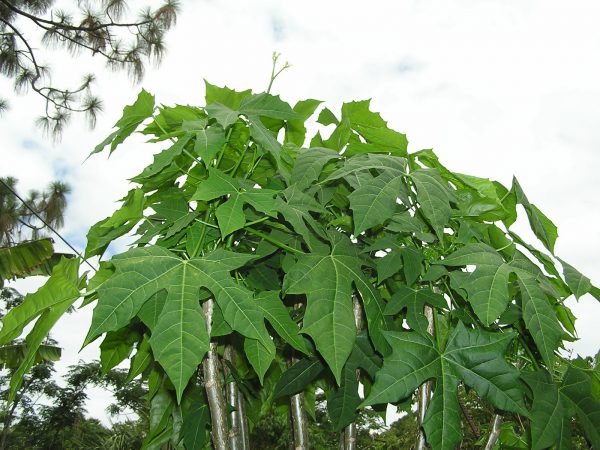 Estrella Chaya Plant, Neem Tree Farms