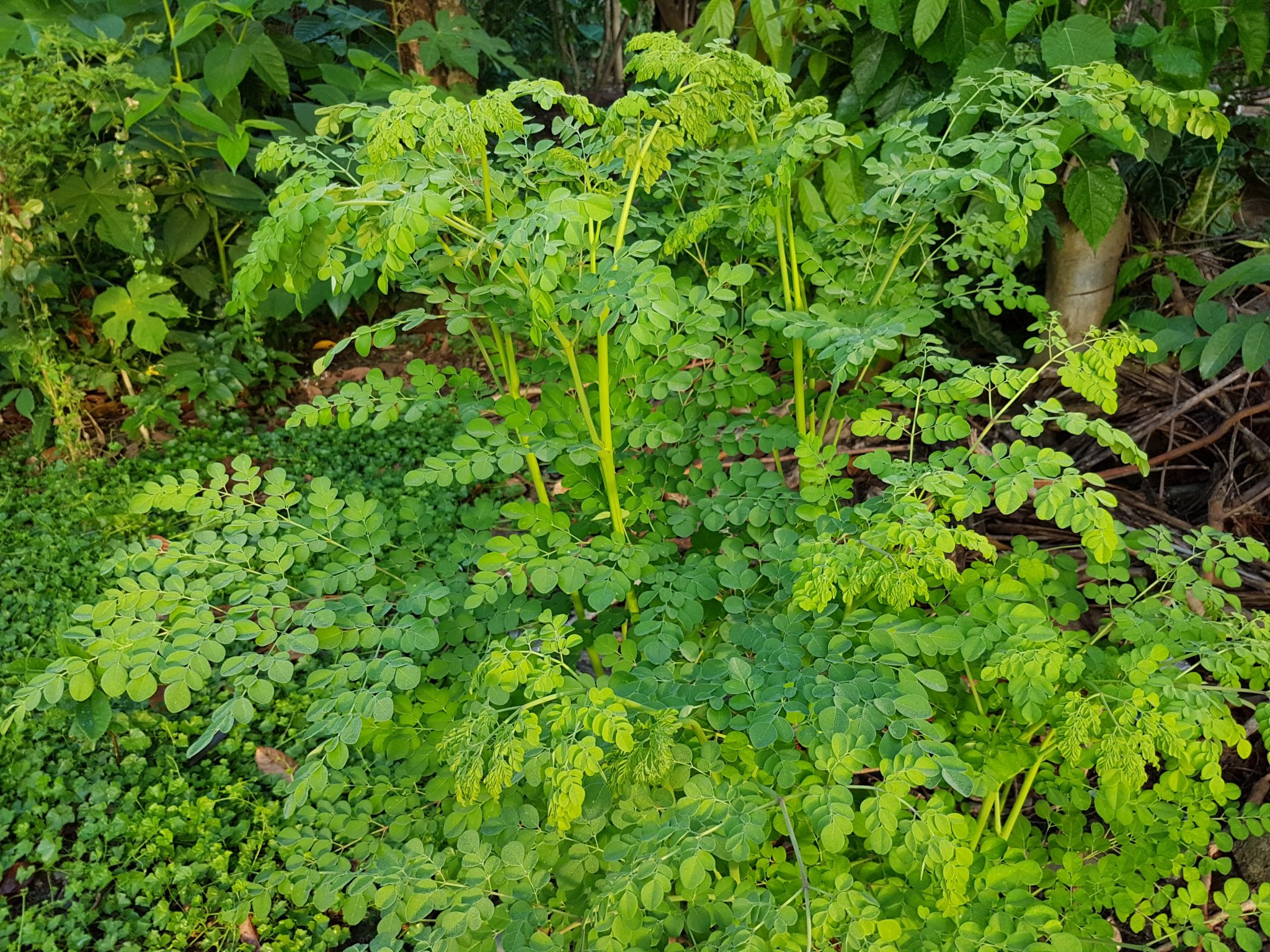 moringa-plant-free-seeds-buy-online-neem-tree-farms