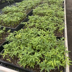 Fresh Neem Seeds shipped from Florida