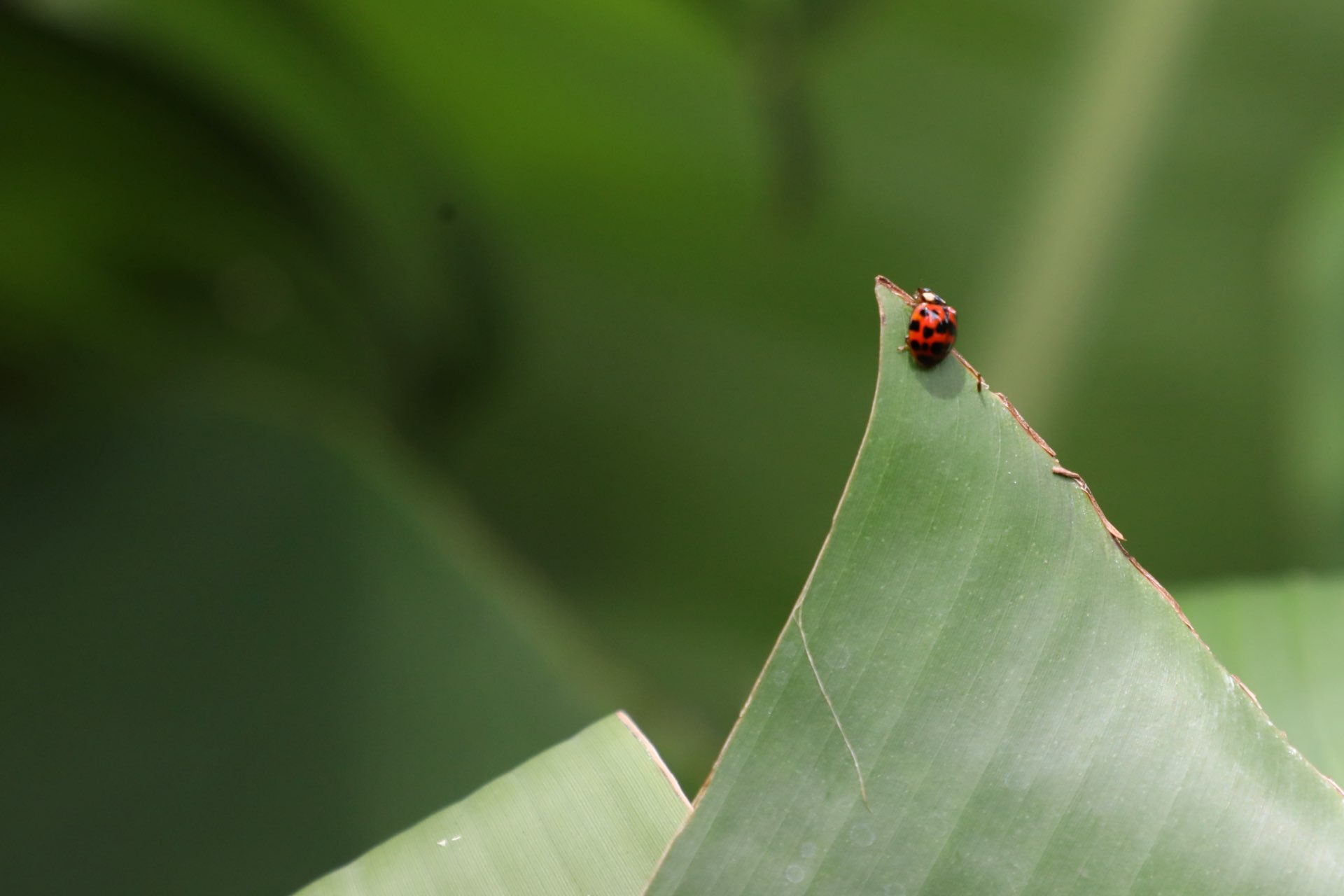 ladybug