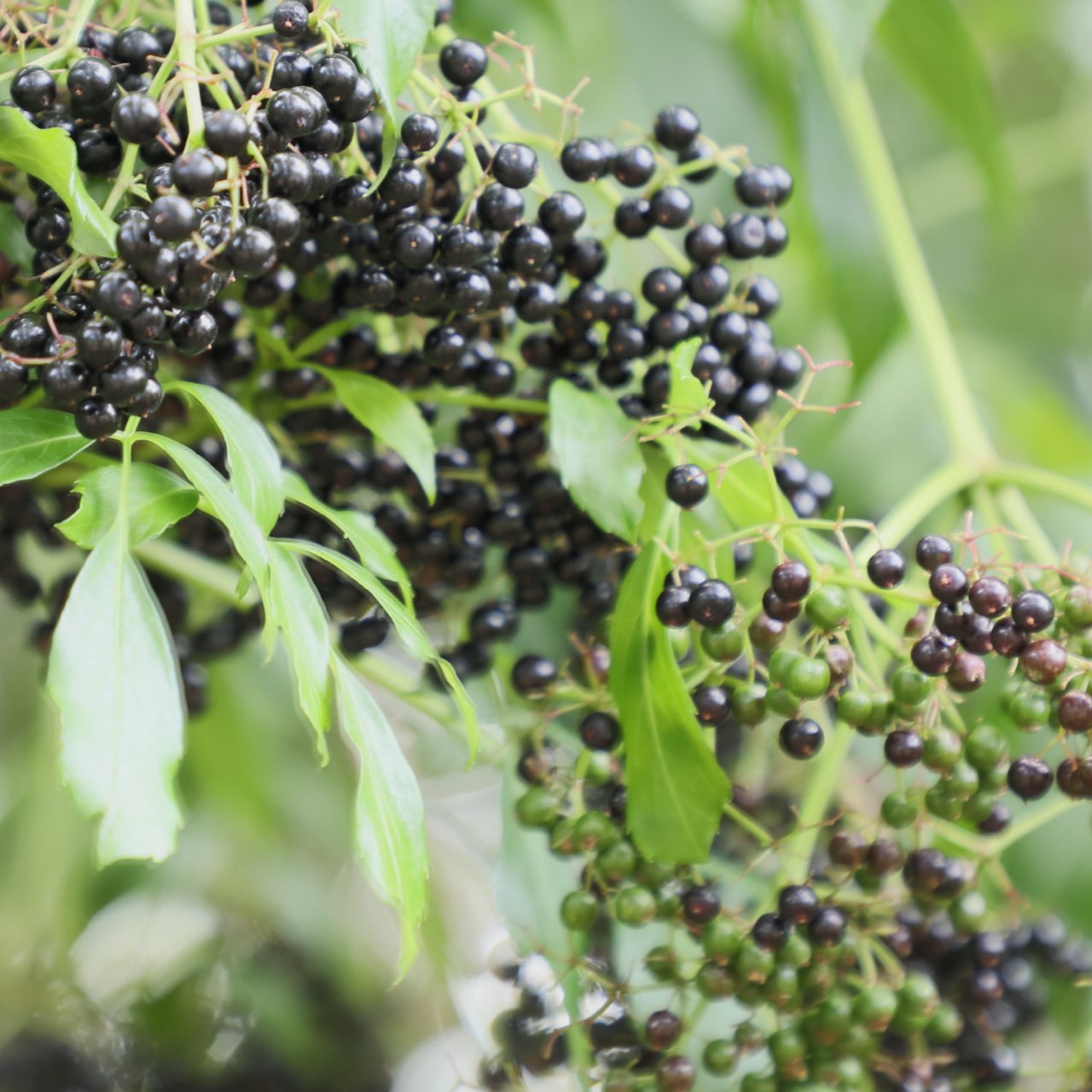 neem-berries-square