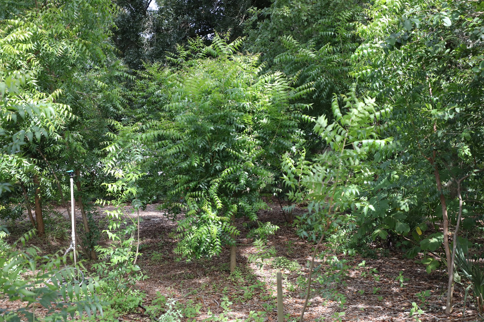 growing neem trees | neem tree farms