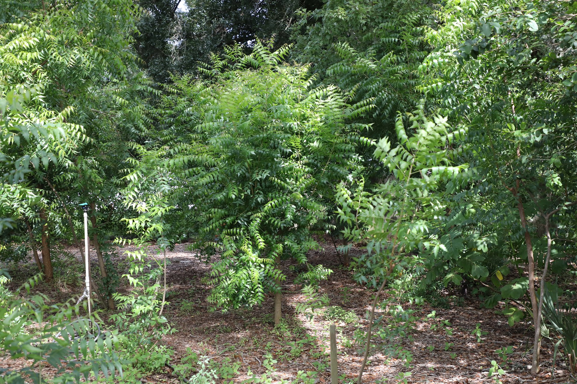 Growing Neem Trees Neem Tree Farms