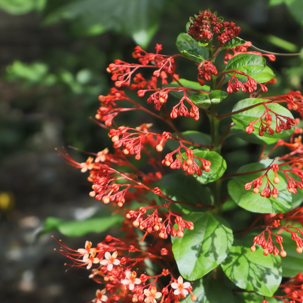 red-flowers-square