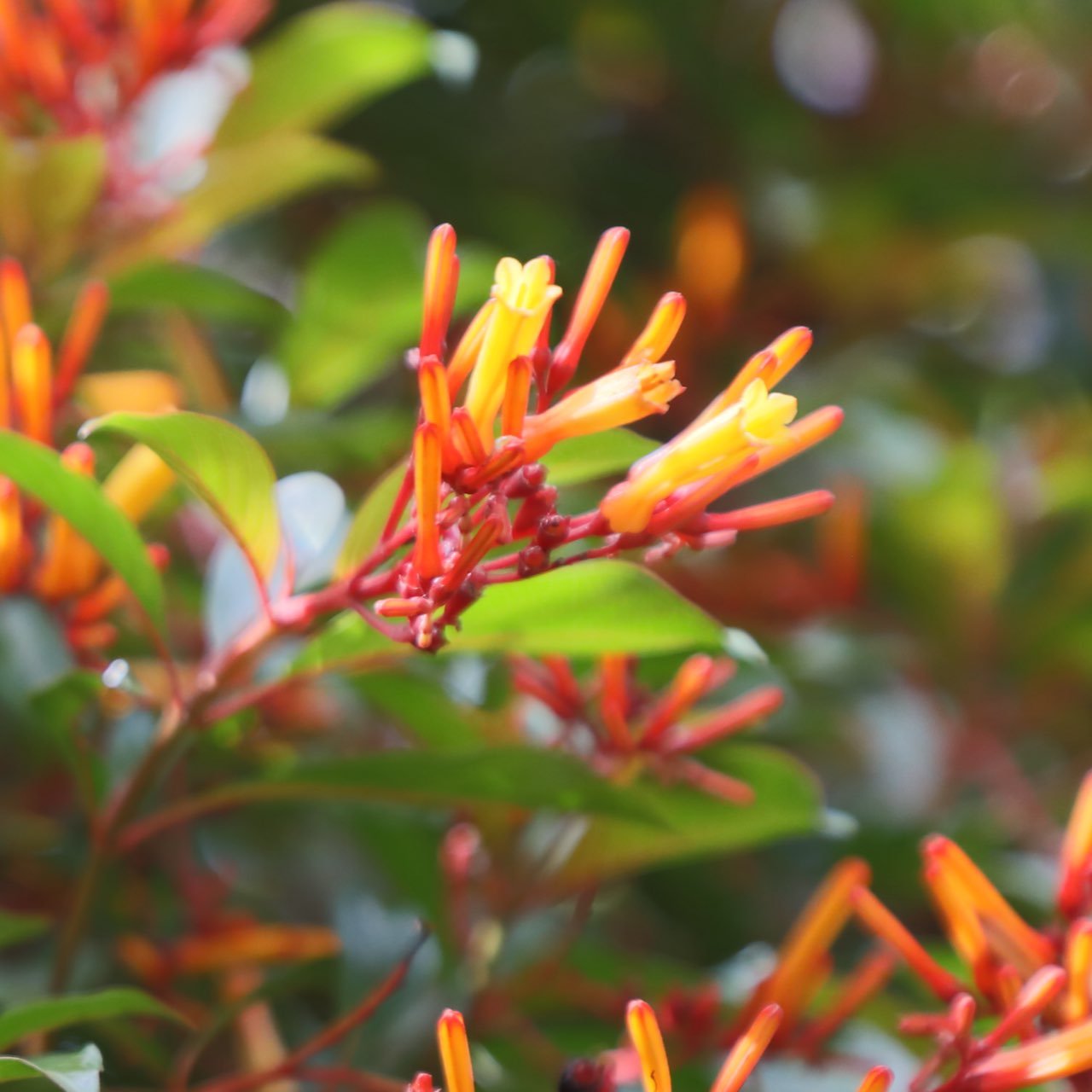 red-yellow-flowers-square