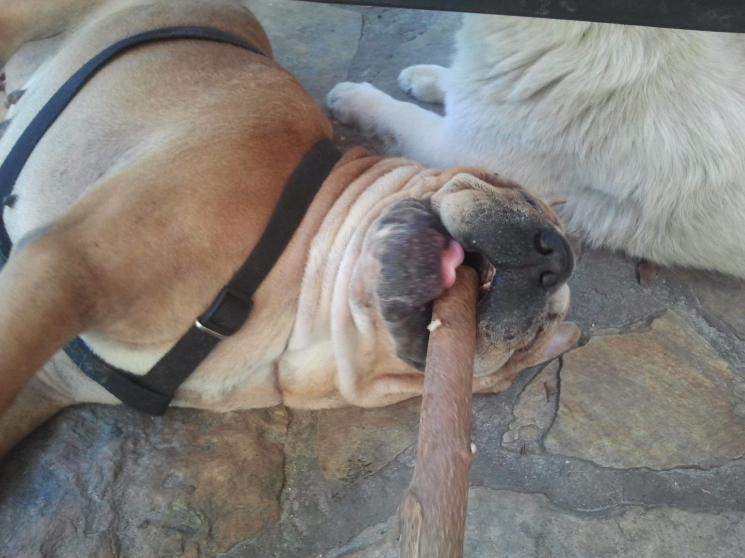 Neem Sticks Neem Chew Sticks for Dogs Neem Tree Farms