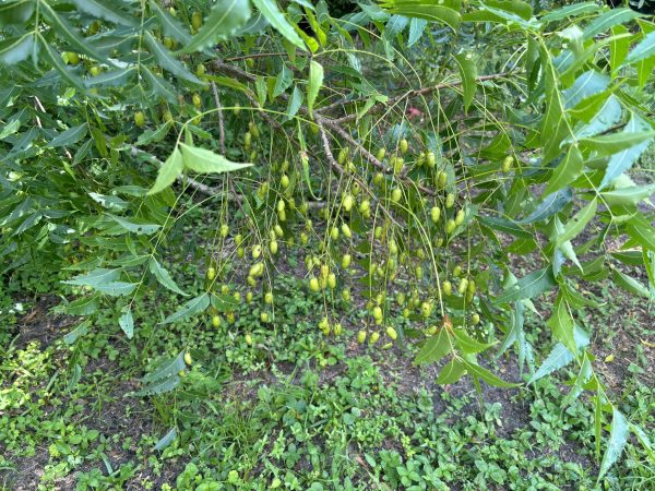 Fresh Neem Seeds from Florida