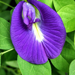 Butterfly Pea