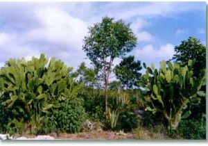 Dry moringa leaves