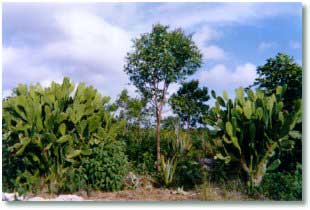 Dry moringa leaves